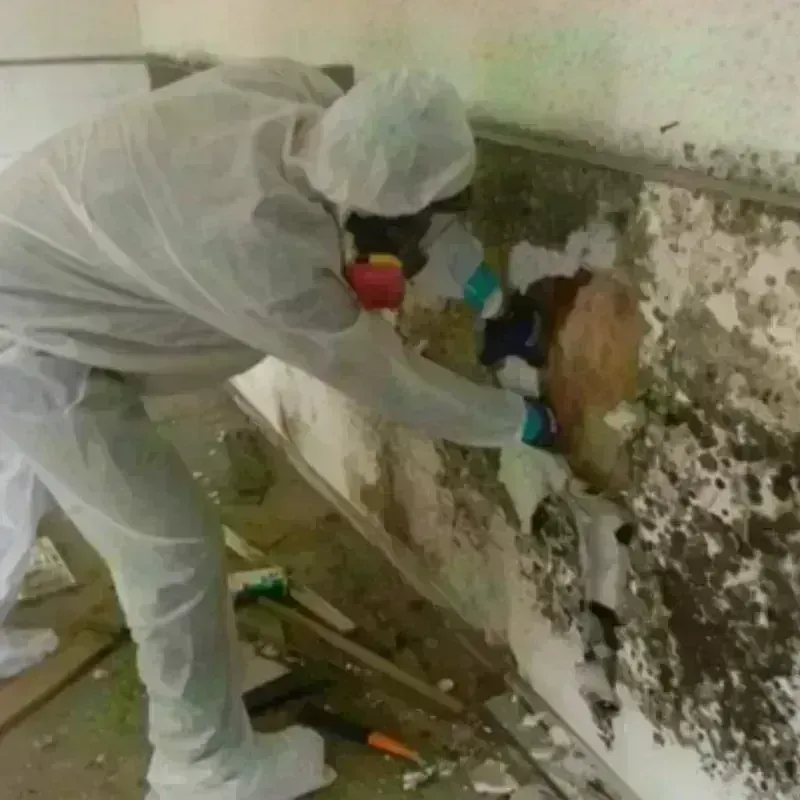 Mold Remediation and Removal in Weston County, WY